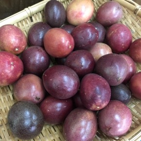 6/8(thu)本日の仕入れです。  八重瀬町 白川ファーム熱田さんの無農薬栽培のパッションフルーツ、が入荷しました！