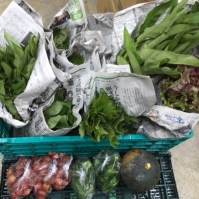 6/12(mon)今帰仁村 片岡さんの無農薬栽培のミニトマト・ピーマン・セロリ・ウンチェバー・モロヘイヤ・青しそ・カボチャ・レタス、が入荷しました。