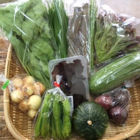 【第51回目】わが家のハルラボ商店『お野菜おまかせBOX』は先週土曜日に発送いたしました。今回の内容は自然栽培の山ほうれん草・サニーレタス・栗カボチャ・ごぼう・うりずん豆・にら・アスパラ・小玉ねぎ、無農薬栽培のサラダヘチマ・きくらげ・パッションフルーツ、をお送り致しました。次回受付は6/19(mon)～お電話にて承ります。☎098-943-9575（詳細はコチラをクリック）