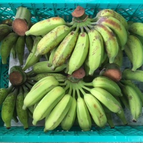 わが家のハルラボ商店バナナ祭り再び！  前回ご好評頂きました、佐久川豆腐さんの裏庭にある無農薬栽培のブラジル島バナナ。肥料はいつも仕入れさせていただいているお豆腐のおからです。  鳥たちに食べられ始めたので一足お先に収穫してきました！！