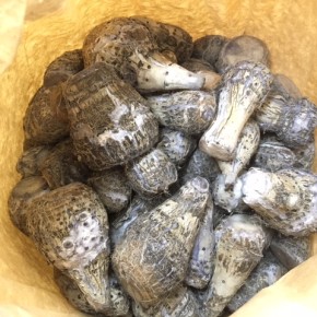 大山 サンキューファーム宮城優さんの自然栽培のターンム（田芋）が今シーズン初入荷しました！！