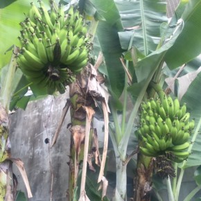 6/22(thu)本日の仕入れです。  またまたバナナ祭り！ご好評いただいている、佐久川豆腐さんの裏庭にある無農薬栽培のブラジル島バナナ。肥料はいつも仕入れさせていただいているお豆腐のおからです。
