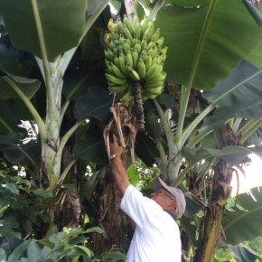 わが家のハルラボ商店「バナナ祭り」！  佐久川豆腐さんの裏庭にある無農薬栽培のブラジル島バナナ。肥料はいつも仕入れさせていただいているお豆腐のおからです。木で熟させて今朝収穫したので、今週が食べ頃ですよ〜！おとり置きなども致しますのでお電話下さい。☎098-943-9575
