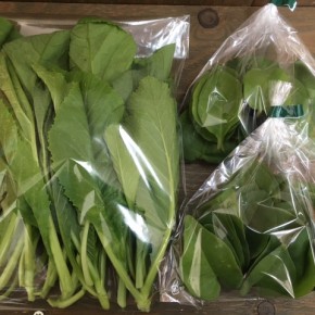 わが家のハルラボ商店 あたいぐゎー自然栽培の雲南百薬・からし菜を収穫してきました。