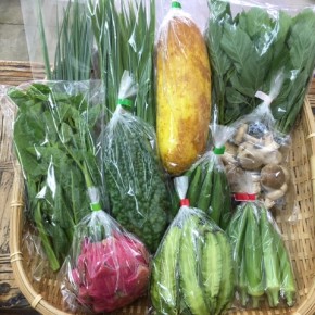 【第54回目】わが家のハルラボ商店『お野菜おまかせBOX』は先週土曜日に発送いたしました。今回の内容は自然栽培のモーウィ・にら・丸オクラ・うりずん豆・角オクラ、  無農薬栽培のアバシゴーヤー・ねぎ・モロヘイヤ・ツルムラサキ・生しいたけ・ドラゴンフルーツ、をお送り致しました。次回受付は7/31(mon)・8/1(tue)・8/2(wed)お電話にて承ります。☎098-943-9575（詳細はコチラをクリック）