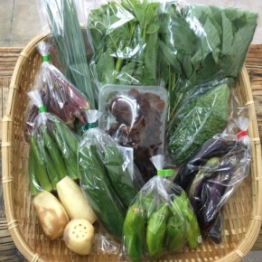 【第55回目】わが家のハルラボ商店『お野菜おまかせBOX』は先週土曜日に発送いたしました。今回の内容は自然栽培の蓮根・赤オクラ・丸オクラ・きゅうり・なす、  無農薬栽培のアバシゴーヤー・ねぎ・・モロヘイヤ・ツルムラサキ・ピーマン・きくらげ、をお送り致しました。次回受付は8/14(mon)・15(tue)・16(wed)お電話にて承ります。☎098-943-9575（詳細はコチラをクリック）