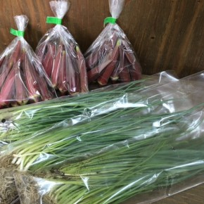 8/24(thu)本日の仕入れです。  糸満市 中村一敬さんの自然栽培の赤オクラ・無農薬栽培の青ネギ、が入荷しました！
