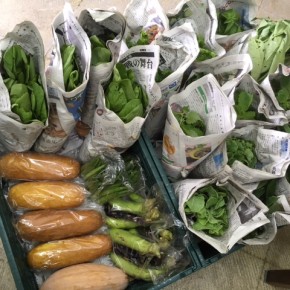 今帰仁村 片岡農園さんの無農薬栽培 小松菜・サラダ菜・青しそ・なすび・赤うり・おくら・カボチャ・ウンチェバー・ツルムラサキ・モロヘイヤ・バジル、が入荷しました！