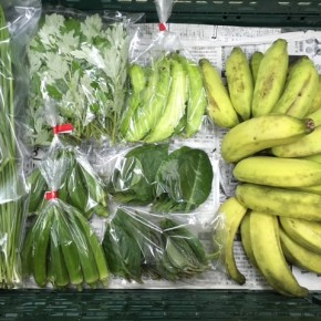 9/22(fri)本日の仕入れです。  北中城村ソルファコミュニティさんの自然栽培のヨモギ・にら・ツルムラサキ・オクラ・うりずん豆・ブラジル島バナナ、が入荷しました！