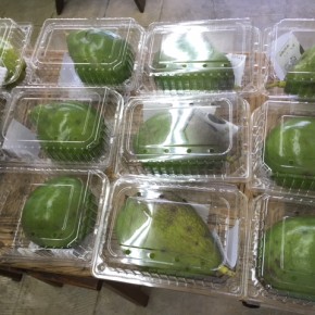 例年ご好評いただいている、沖縄県産の無農薬栽培のアボカドが入荷しました！  ご予約いただいているお客様からご案内させて頂きます。とっても大きいので食べ応え充分あります。
