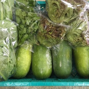 11/16(thu)本日の仕入れです。  糸満市 中村一敬さんの自然栽培のサニーレタス・ロメインレタス・パクチー・冬瓜が入荷しました！