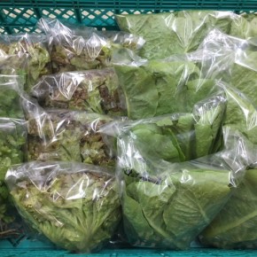 11/14(tue)本日の仕入れです。  糸満市 中村一敬さんの自然栽培のサニーレタス・ロメインレタス・パクチーが入荷しました！