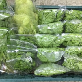 11/4(sat)本日の仕入れです。  糸満市 中村一敬さんの自然栽培のパクチー・グリーンリーフ・サンチュ、無農薬栽培のベビーコーン・からし菜、が入荷しました！