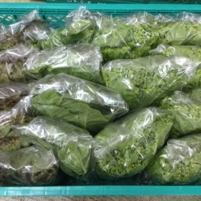 11/11(sat)本日の仕入れです。  糸満市 中村一敬さんの自然栽培のサニーレタス・リーフレタス・ロメインレタスが入荷しました！