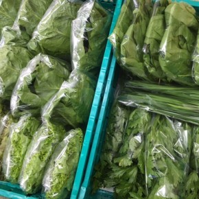 12/7(thu)本日の仕入れです。  糸満市 中村一敬さんの自然栽培のロメインレタス・サニーレタス・グリーンリーフ・セロリ・にら・無農薬栽培のほうれん草、が入荷しました！