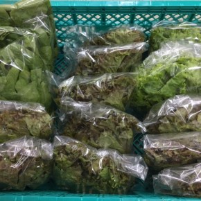 12/2(sat)本日の仕入れです。  糸満市 中村一敬さんの自然栽培のサニーレタス・グリーンリーフ・無農薬栽培のほうれん草、が入荷しました！