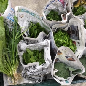今帰仁村 片岡農園さんの無農薬栽培のブロッコリー・にんにく葉・サラダ菜・ほうれん草・間引き島大根・パクチーが入荷しました！