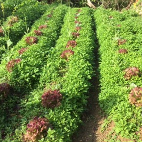 ご好評いただいている宜野湾市 大山の自然栽培のサニーレタスが再入荷しました！
