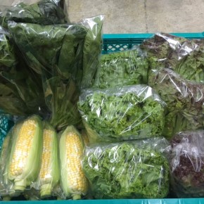 4/17(tue)本日の仕入れです。  糸満市 中村一敬さんの自然栽培のほうれん草・サニーレタス・リーフレタス、無農薬栽培のトウモロコシが入荷しました！