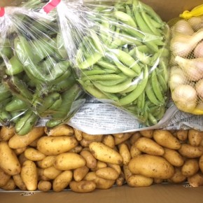 マサヨさんの無農薬栽培のスナップエンドウ、そら豆、島にんにく、じゃが芋（メークイン）が入荷しました！