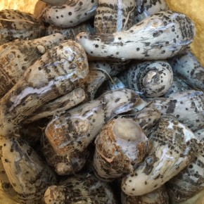 宜野湾市大山のサンキューファームさんの自然栽培の田芋が入荷しました！