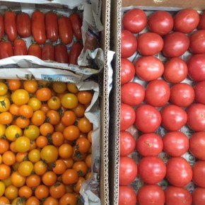ご好評いただいている嘉数農園さんのトマトはそろそろ終盤です。嘉数トマト（大玉）・黄色オレンジmix（中玉）・サンマルツァーノ（加熱調理トマト）が入荷しました！