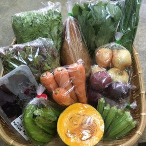 【第75回目】わが家のハルラボ商店『お野菜おまかせBOX』は昨日発送いたしました。今回の内容は自然栽培のサニーレタス・リーフレタス・うりずん豆・人参・角オクラ、  無農薬栽培の新玉ねぎ・モロヘイヤ・にら・栗カボチャ・モーウィ・キクラゲ・パッションフルーツをお送り致しました。次回受付は6/18(mon)・19(tue)・20(wed)お電話にて承ります。☎098-943-9575（詳細はコチラをクリック）