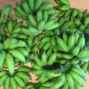 うるま市 玉城勉さんの自然栽培のブラジル島バナナを台風前に収穫しました！  ブラジル島バナナは一般的な島バナナより大振りで、酸味と甘味のバランスが絶妙です。一本ずつ冷凍しておくとアイス代わりにいつでも食べられますよ。  本日お電話頂ければ食べ頃のバナナを月曜日に仕入れてきます。  ☎098-943-9575