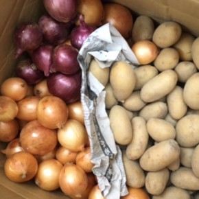 福岡県 糸島産の自然栽培のジャガイモ（インカのめざめ）・玉ねぎ・赤玉ねぎが入荷しました！