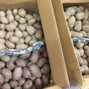 福岡県 糸島 すまいるファームさんの自然栽培のジャガイモ（デストロイヤー・ムーンレッド・インカのめざめ・アンデスレッド）が入荷しました！
