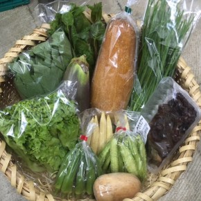 【第80回目】わが家のハルラボ商店『お野菜おまかせBOX』は昨日土曜日に発送いたしました。今回の内容は自然栽培のうりずん豆・角オクラ・にら・れんこん、  無農薬栽培のヤングコーン・リーフレタス・なす・モロヘイヤ・ツルムラサキ・モーウィ・キクラゲをお送り致しました。次回受付は8/27(mon)・28(tue)・29(wed)お電話にて承ります。☎098-943-9575（詳細はコチラをクリック）