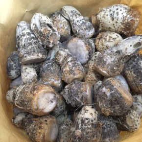 宜野湾市大山 サンキューファームさんの自然栽培の田芋が炊きたてで入荷しました！