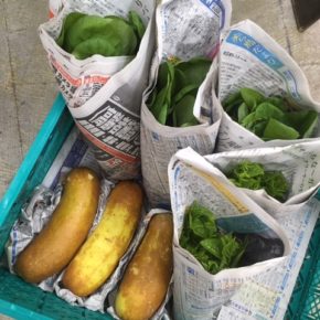 今帰仁村 片岡農園さんの無農薬栽培の小松菜・モーウィ・ツルムラサキが入荷しました！