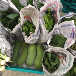 今帰仁村 片岡農園さんの無農薬栽培のナーベラー・小松菜・小カブ・ルッコラ・リーフレタス・ツルムラサキが入荷しました！