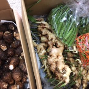 マサヨさんの無農薬栽培のオクラ・生姜・里芋・島とうがらしが入荷しました！