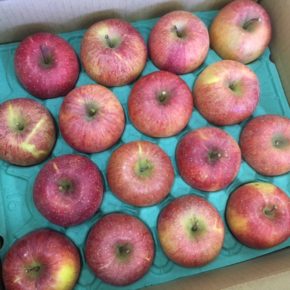 ご好評いただいている山口県産 減農薬のリンゴが入荷しました！  今シーズン最後の入荷となります。