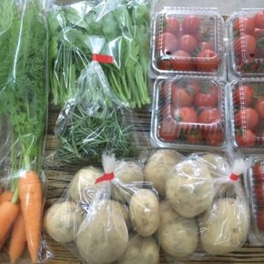 北中城村 ソルファコミュニティさん、八重瀬町 久手堅憲也さんの自然栽培・無農薬栽培の野菜が入荷しました！