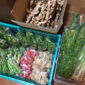マサヨさんの無農薬栽培の生姜、今帰仁村 片岡農園さんの無農薬栽培の野菜が入荷しました！