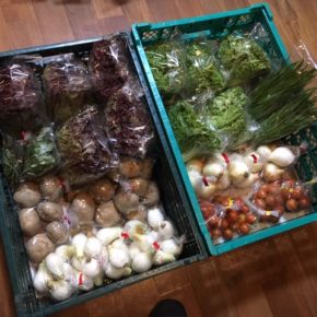 うるま市 玉城勉さん、北中城村 ソルファコミュニティさん、八重瀬町 島袋悟さんの自然栽培の野菜が入荷しました！