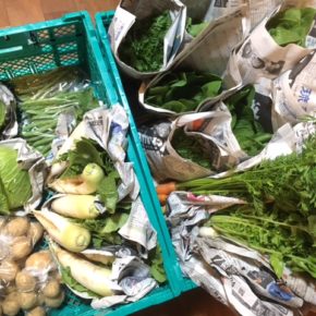 今帰仁村 片岡農園さんの無農薬栽培の野菜が入荷しました！