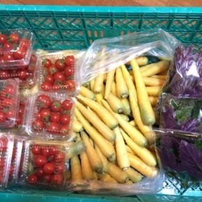 八重瀬町 島袋悟さん・久手堅憲也さん、糸満市 金城聡さんの自然栽培・無農薬栽培の野菜が入荷しました！