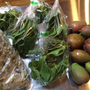 西原町 呉屋さんの無農薬栽培の雲南百薬（丘ワカメ）・ムカゴ・摘果マンゴーが入荷しました！