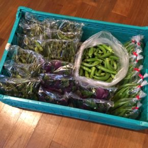 八重瀬町 島袋悟さんの自然栽培の丸オクラ・枝豆、糸満市 金城聡さんの無農薬栽培のハンダマが入荷しました！
