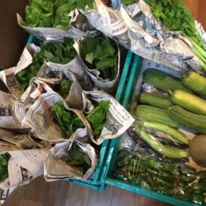 本日6/10(mon)夕方、今帰仁村 片岡農園さんの無農薬栽培の野菜が入荷します！※写真は先週の入荷野菜です。