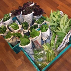 今帰仁村 片岡農園さんの無農薬栽培のオクラ・四角豆・ウンチェバー・モロヘイヤ・ツルムラサキ・青しそ・赤しそ・小松菜が入荷しました！
