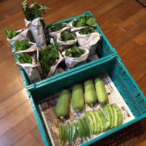 今帰仁村 片岡農園さんの無農薬栽培の小松菜・オクラ・四角豆・モロヘイヤ・ツルムラサキ・青しそ・ナーベラー・カレーリーフが入荷しました！