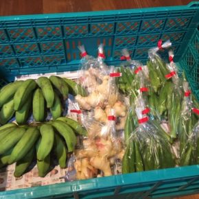 うるま市 玉城勉さんの自然栽培の丸オクラ・生姜・黄輝バナナが入荷しました！