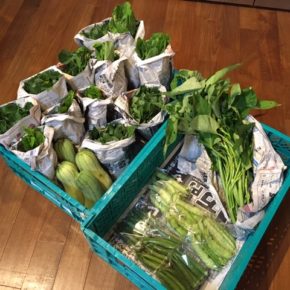 今帰仁村 片岡農園さんの無農薬栽培のオクラ・四角豆・ウンチェバー・モロヘイヤ・ツルムラサキ・青しそ・小松菜・ナーベラーが入荷しました！