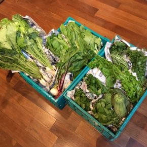 今帰仁村 片岡農園さんの無農薬野菜、インゲン・サラダヘチマ・中カブ・間引き島大根・ルッコラ・パクチー・ちんげん菜・ツルムラサキが入荷しました！