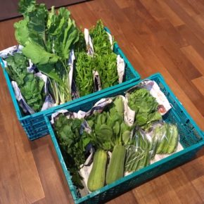 今帰仁村 片岡農園さんの無農薬野菜、ルッコラ・リーフレタス・うりずん豆・へちま・丸オクラ・ツルムラサキ・小かぶ・ちんげん菜が入荷しました！